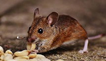 24 Hour & Emergency Exterminators in North Matewan, WV